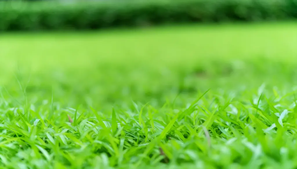 Césped sano con un verde brillante