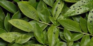Enfermedades del laurel en las hojas y plagas del laurel laurel enfermedades