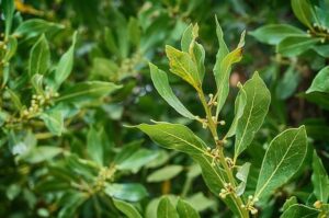 Cochinilla del laurel
