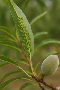 Pulgon del almendro al detalle